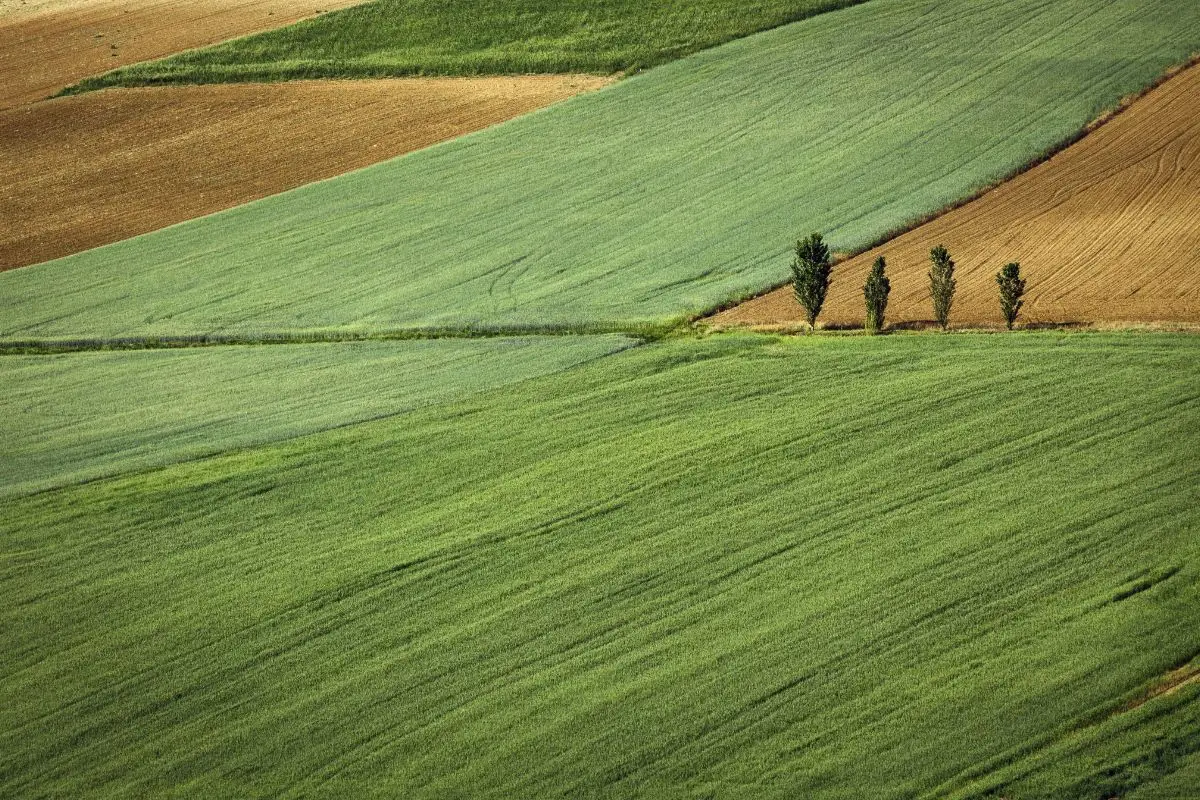 Terreno agricolo poco sfruttato: la guida Coldiretti per trasformarlo in reddito stabile Terreno agricolo poco sfruttato: la guida Coldiretti per trasformarlo in reddito stabile