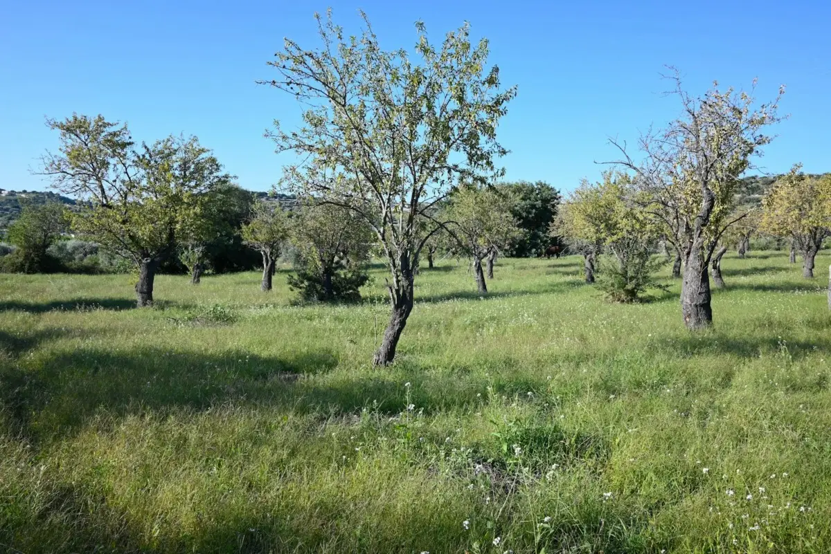 Terreno agricolo inutilizzato? Ecco come trasformarlo in una rendita stabile Terreno agricolo inutilizzato? Ecco come trasformarlo in una rendita stabile