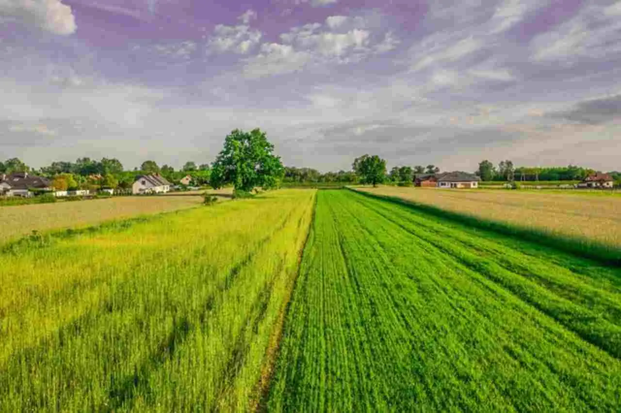 Terreno agricolo inutilizzato? Ecco come trasformarlo in una rendita stabile Terreno agricolo inutilizzato? Ecco come trasformarlo in una rendita stabile