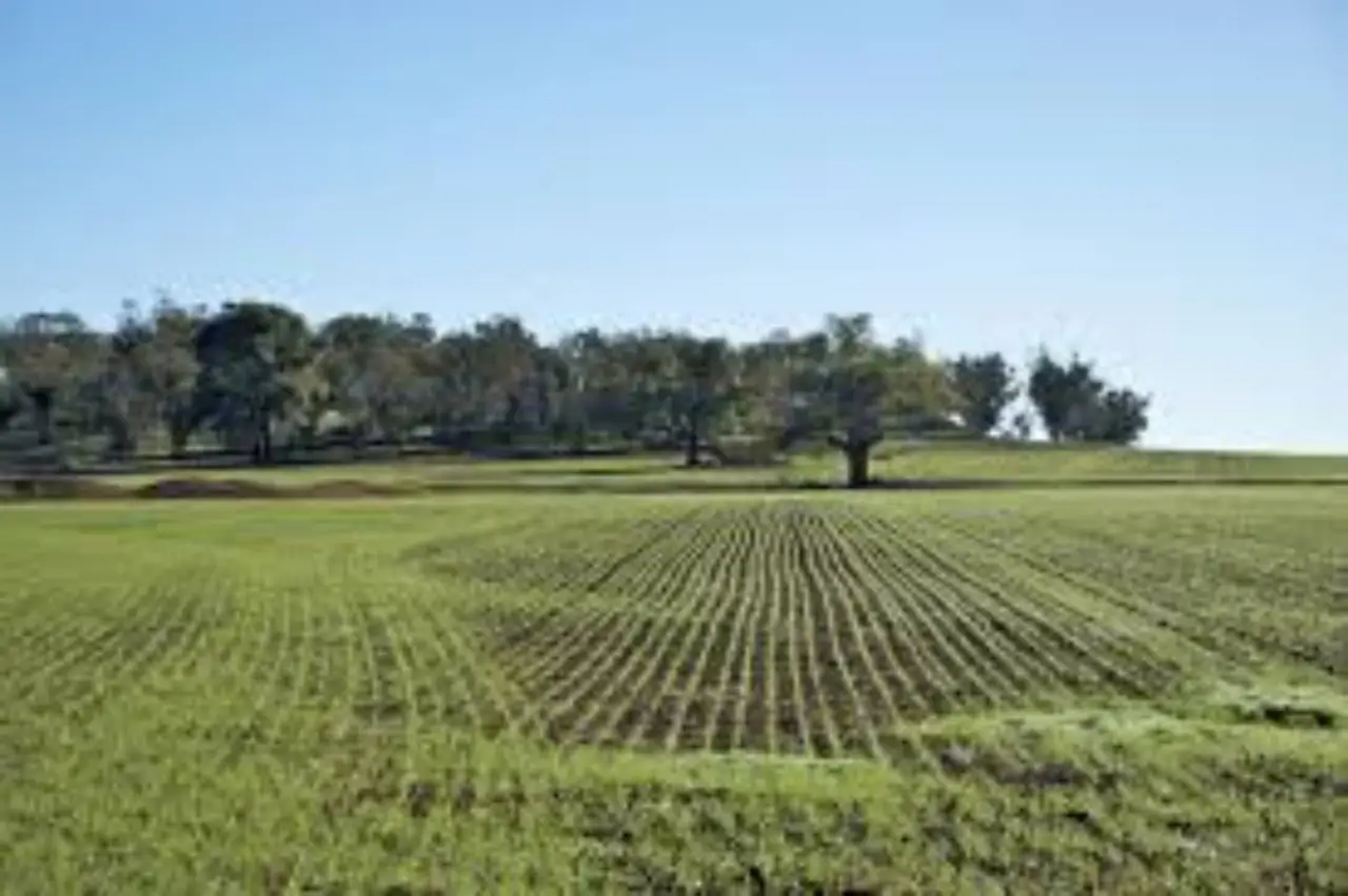 Terreno agricolo inutilizzato? La guida per trasformarlo in una rendita stabile già da giugno Terreno agricolo inutilizzato? La guida per trasformarlo in una rendita stabile già da giugno