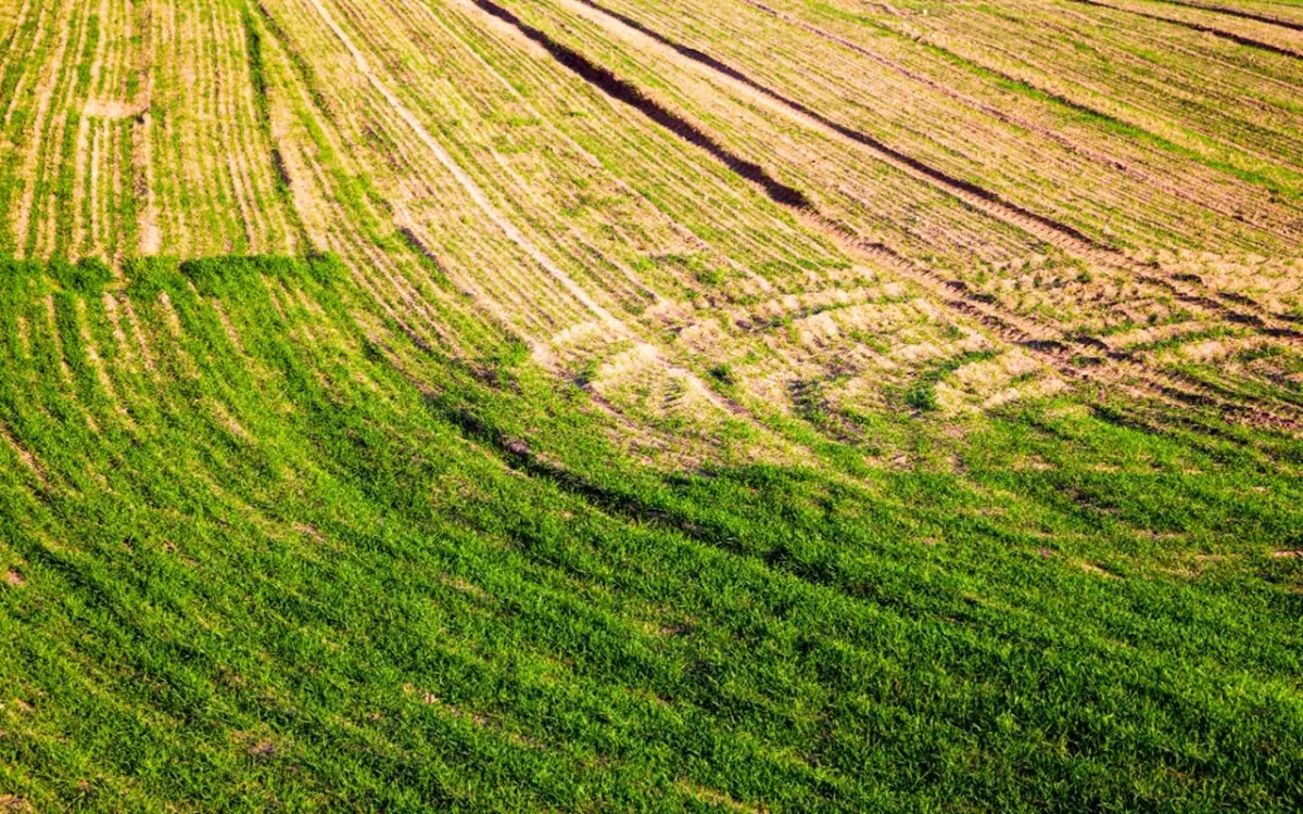 Terreno agricolo inutilizzato? La guida per trasformarlo in una rendita stabile già da giugno Terreno agricolo inutilizzato? La guida per trasformarlo in una rendita stabile già da giugno