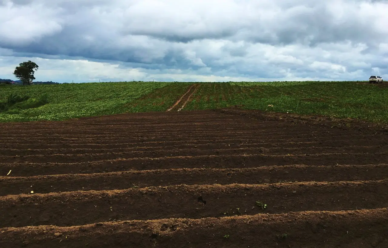Terreno agricolo inutilizzato? La guida per trasformarlo in una rendita stabile già da giugno Terreno agricolo inutilizzato? La guida per trasformarlo in una rendita stabile già da giugno